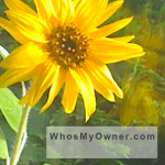 wmo-iphone-wallpaper-sunflower-tpl